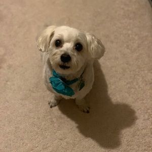 Meet your Posher, Lily